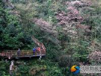 【醉美邵陽(yáng)】崀山櫻花 春日浪漫