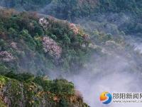 【醉美邵陽(yáng)】崀山櫻花 春日浪漫