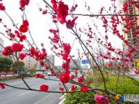 【醉美邵陽(yáng)】春暖花開靚城景