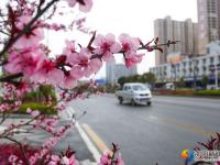 【醉美邵陽(yáng)】春暖花開靚城景