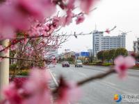 【醉美邵陽】春暖花開靚城景