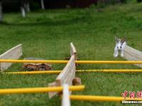 長沙舉行動物田徑賽跑 龜兔打平手