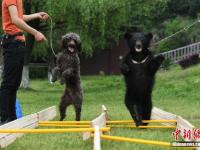 長沙舉行動物田徑賽跑 龜兔打平手