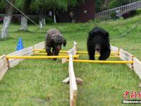 長沙舉行動物田徑賽跑 龜兔打平手