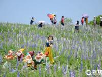  浙江新昌魯冰花海讓人“驚艷”