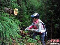 身懷絕技！深山女背夫日背千斤木料如履平地