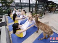 長沙上演動物瑜伽秀 以鹿為伴與鳥為舞