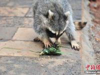 昆明野生動物迎端午 熊貓吃窩窩頭浣熊搶粽子