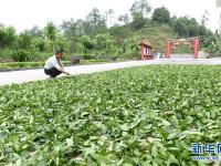  福建漳州：生態(tài)有機茶帶動茶產業(yè)發(fā)展