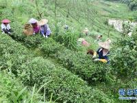  福建漳州：生態(tài)有機茶帶動茶產業(yè)發(fā)展