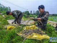  浙江湖州：新型生態(tài)農(nóng)業(yè)促農(nóng)民增收