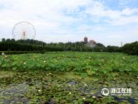  東陽八卦荷花園 綻放別樣美麗