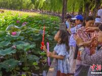  北海公園荷花盛開醉游人