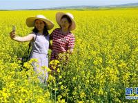  甘肅民樂：油菜花開美景如畫