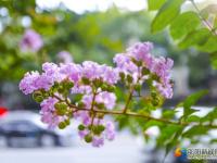 【醉美邵陽(yáng)】紫薇花迎夏競(jìng)開(kāi)