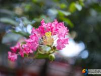 【醉美邵陽(yáng)】紫薇花迎夏競(jìng)開(kāi)