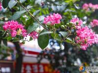 【醉美邵陽(yáng)】紫薇花迎夏競(jìng)開