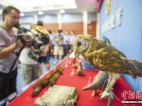 廣東警方專項行動收繳萬余野生動物