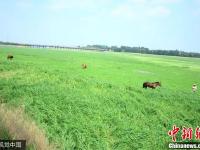 山東濰坊一河流斷流 河底變“草原”