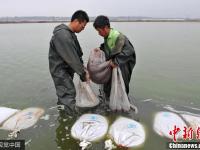 俯拍山西鹽湖撈蟲人 水中勞作如舞龍