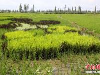  新疆烏孫山下稻田上演“三生三世十里桃花”