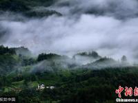 黃山現(xiàn)平流霧美景 濃霧與山“纏綿”若隱若現(xiàn)