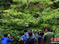  探訪香格里拉滇金絲猴國家公園