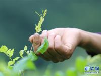  湖南張家界：“長壽藤茶”秋茶開采