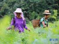  湖南張家界：“長壽藤茶”秋茶開采