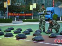  廣西防城港邊防查獲18只亞洲巨龜