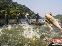 江西仙女湖：魚躍人歡喜增收