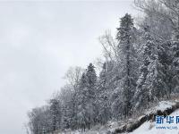  雪染層林