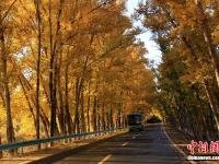  新疆天山天池景區(qū)旅游公路變“金色大道”