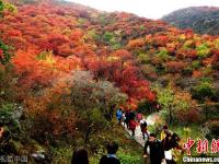 北京紅葉進入最佳觀賞期 眾多市民踏秋賞景