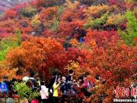 北京紅葉進入最佳觀賞期 眾多市民踏秋賞景