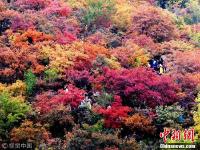 北京紅葉進入最佳觀賞期 眾多市民踏秋賞景