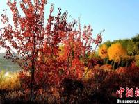 甘肅千年古城層林盡染 霜葉紅于二月花