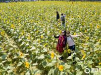  向日葵進(jìn)入盛花期 去浙工大看金色花海