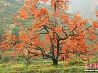  甘肅清水深秋漫山紅遍別樣美