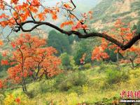  甘肅清水深秋漫山紅遍別樣美