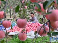  果園飄香富農(nóng)家