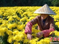 安徽黃山古村金菊盛開 花農(nóng)采花忙