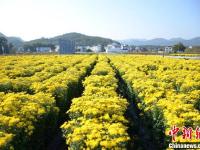 安徽黃山古村金菊盛開 花農(nóng)采花忙