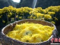 安徽黃山古村金菊盛開 花農(nóng)采花忙