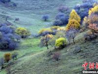 甘肅關(guān)山老爺嶺秋色醉美 山林似天然調(diào)色板