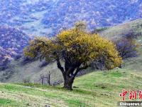 甘肅關(guān)山老爺嶺秋色醉美 山林似天然調(diào)色板