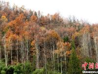 賞景大軍擠爆河南洛陽老君山