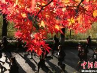 兩千登山愛好者齊聚南京棲霞山 賞紅楓看風(fēng)景