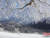 霧凇林海裝點高山雪原美景 