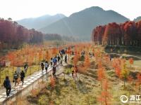  臨海：冬日紅杉林 神似喀納斯